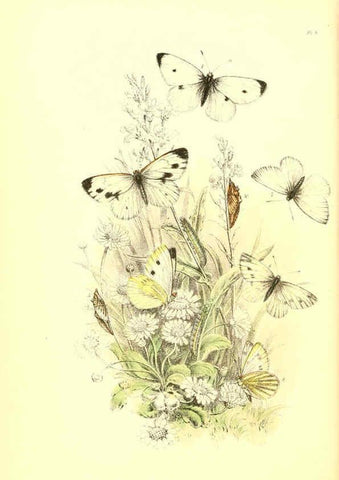 Reproducción/Reproduction 6069569270: The genera and species of British butterflies London :T.J. Allman ...,[1860?] 
