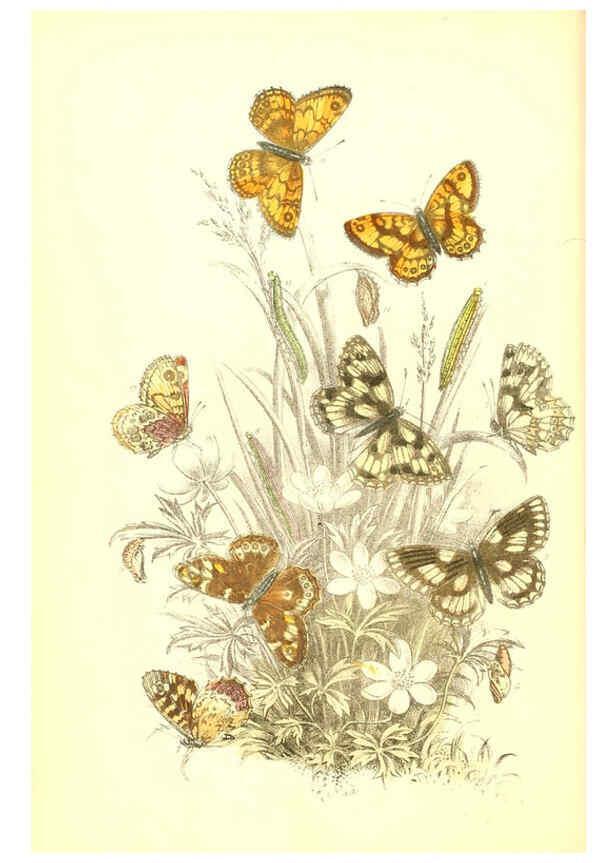 Reproducción/Reproduction 6069569876: The genera and species of British butterflies London :T.J. Allman ...,[1860?] 