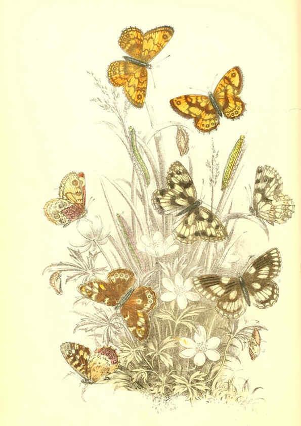 Reproducción/Reproduction 6069569876: The genera and species of British butterflies London :T.J. Allman ...,[1860?] 