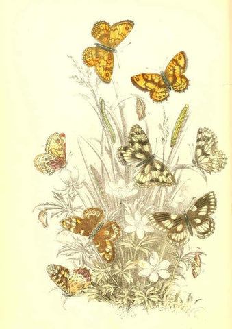 Reproducción/Reproduction 6069569876: The genera and species of British butterflies London :T.J. Allman ...,[1860?] 