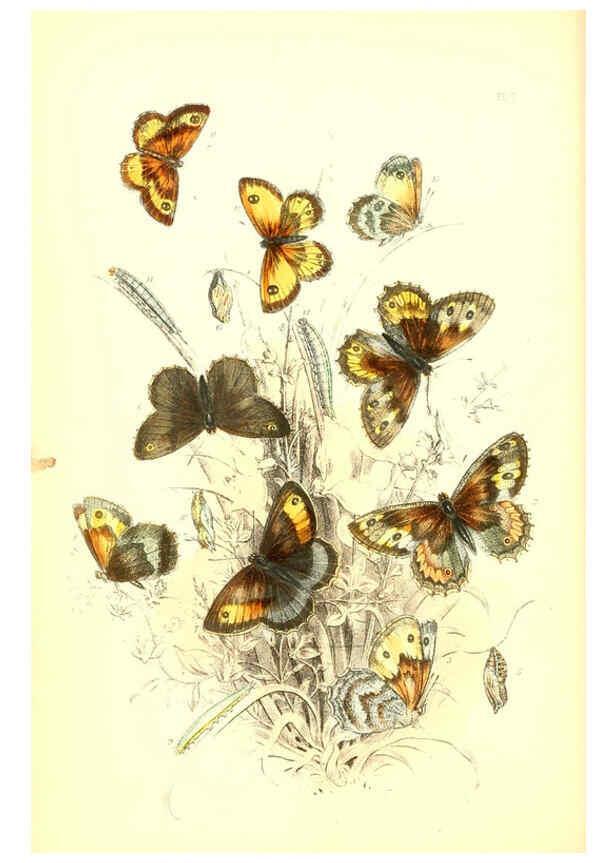 Reproducción/Reproduction 6069570290: The genera and species of British butterflies London :T.J. Allman ...,[1860?] 