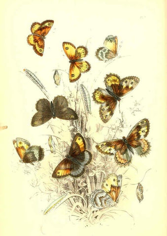 Reproducción/Reproduction 6069570290: The genera and species of British butterflies London :T.J. Allman ...,[1860?] 