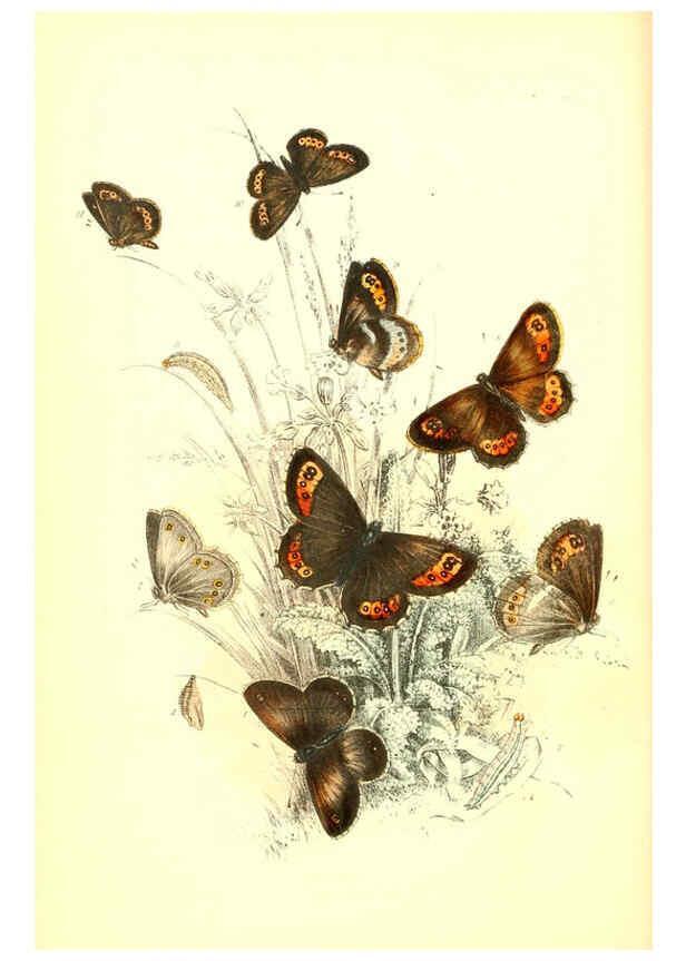 Reproducción/Reproduction 6069570526: The genera and species of British butterflies London :T.J. Allman ...,[1860?] 