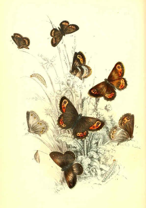 Reproducción/Reproduction 6069570526: The genera and species of British butterflies London :T.J. Allman ...,[1860?] 