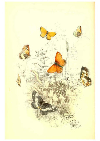Reproducción/Reproduction 6069023533: The genera and species of British butterflies London :T.J. Allman ...,[1860?] 