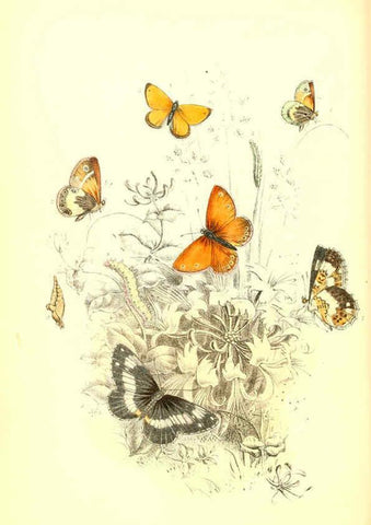 Reproducción/Reproduction 6069023533: The genera and species of British butterflies London :T.J. Allman ...,[1860?] 