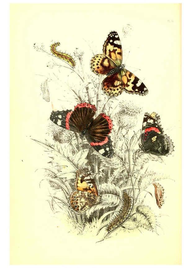 Reproducción/Reproduction 6069024093: The genera and species of British butterflies London :T.J. Allman ...,[1860?] 