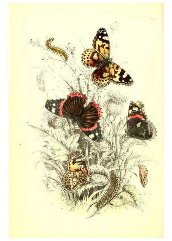 Reproducción/Reproduction 6069024093: The genera and species of British butterflies London :T.J. Allman ...,[1860?] 