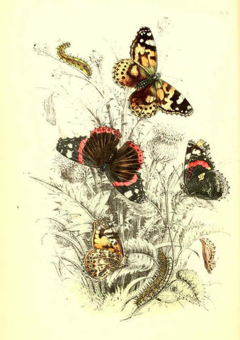Reproducción/Reproduction 6069024093: The genera and species of British butterflies London :T.J. Allman ...,[1860?] 