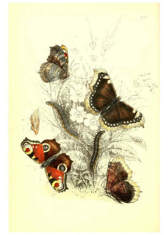 Reproducción/Reproduction 6069024453: The genera and species of British butterflies London :T.J. Allman ...,[1860?] 