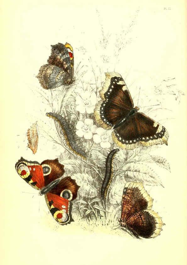 Reproducción/Reproduction 6069024453: The genera and species of British butterflies London :T.J. Allman ...,[1860?] 