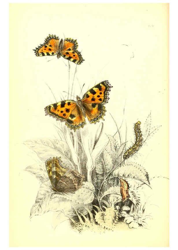 Reproducción/Reproduction 6069572108: The genera and species of British butterflies London :T.J. Allman ...,[1860?] 
