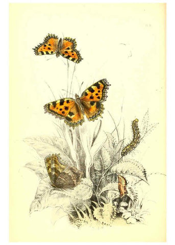 Reproducción/Reproduction 6069572108: The genera and species of British butterflies London :T.J. Allman ...,[1860?] 