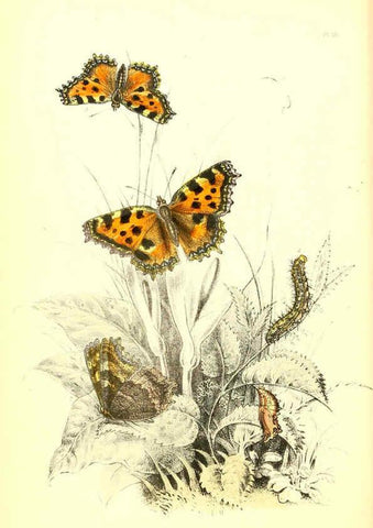 Reproducción/Reproduction 6069572108: The genera and species of British butterflies London :T.J. Allman ...,[1860?] 