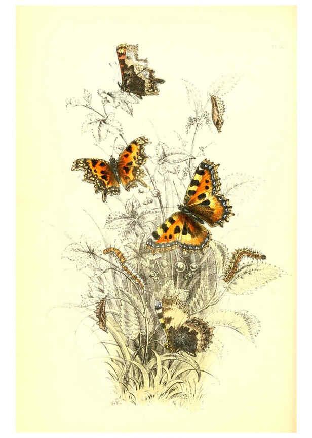 Reproducción/Reproduction 6069024935: The genera and species of British butterflies London :T.J. Allman ...,[1860?] 