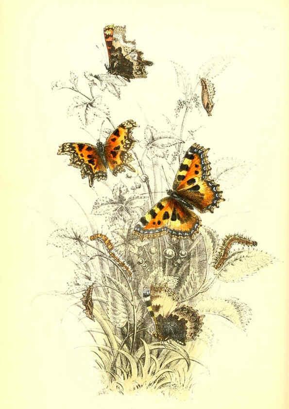 Reproducción/Reproduction 6069024935: The genera and species of British butterflies London :T.J. Allman ...,[1860?] 