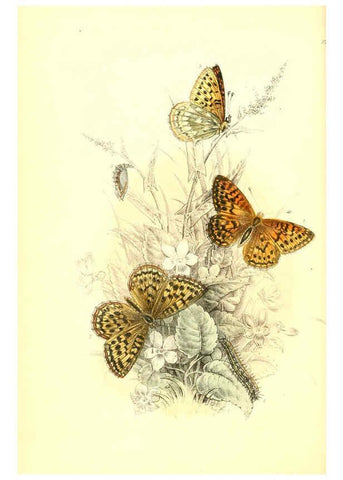 Reproducción/Reproduction 6069025275: The genera and species of British butterflies London :T.J. Allman ...,[1860?] 