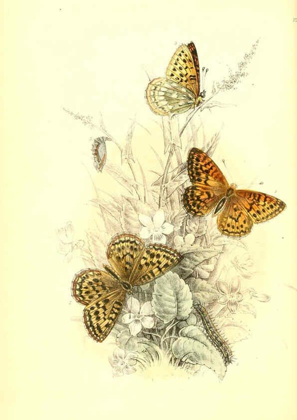 Reproducción/Reproduction 6069025275: The genera and species of British butterflies London :T.J. Allman ...,[1860?] 