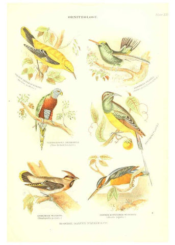 Reproducción/Reproduction 6069519826: The living world. v.1. Boston :Samuel Walker & Co.,1868-1870, c1868