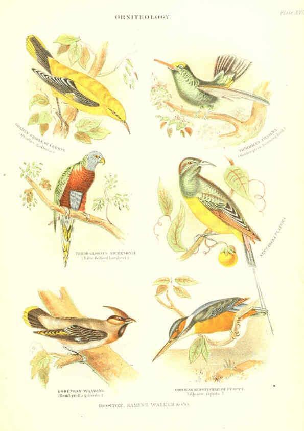Reproducción/Reproduction 6069519826: The living world. v.1. Boston :Samuel Walker & Co.,1868-1870, c1868