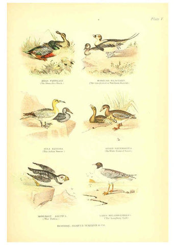 Reproducción/Reproduction 6068971873: The living world. v.1. Boston :Samuel Walker & Co.,1868-1870, c1868