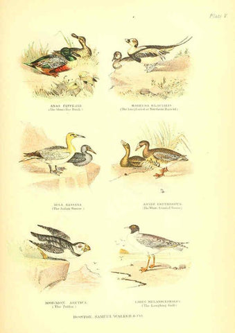 Reproducción/Reproduction 6068971873: The living world. v.1. Boston :Samuel Walker & Co.,1868-1870, c1868