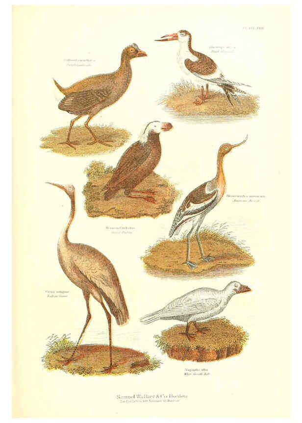 Reproducción/Reproduction 6068971577: The living world. v.1. Boston :Samuel Walker & Co.,1868-1870, c1868