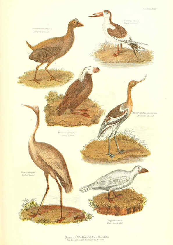 Reproducción/Reproduction 6068971577: The living world. v.1. Boston :Samuel Walker & Co.,1868-1870, c1868