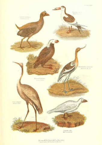 Reproducción/Reproduction 6068971577: The living world. v.1. Boston :Samuel Walker & Co.,1868-1870, c1868