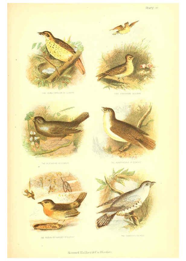 Reproducción/Reproduction 6069518958: The living world. v.1. Boston :Samuel Walker & Co.,1868-1870, c1868