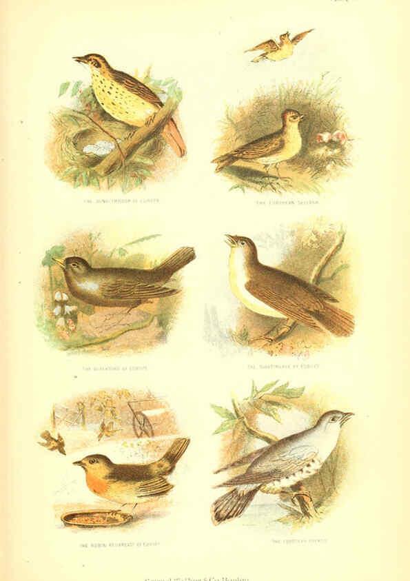 Reproducción/Reproduction 6069518958: The living world. v.1. Boston :Samuel Walker & Co.,1868-1870, c1868