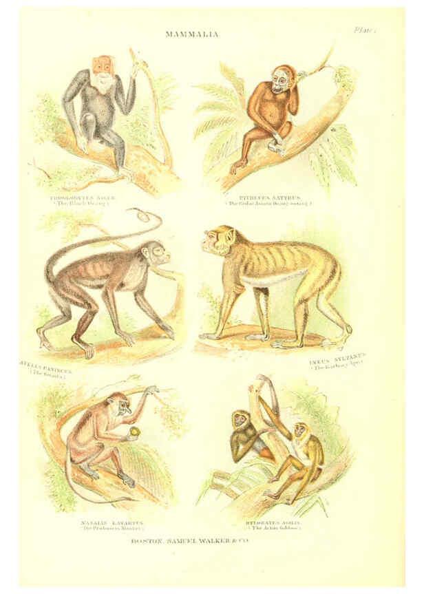 Reproducción/Reproduction 6069514668: The living world. v.1. Boston :Samuel Walker & Co.,1868-1870, c1868