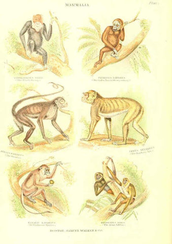 Reproducción/Reproduction 6069514668: The living world. v.1. Boston :Samuel Walker & Co.,1868-1870, c1868