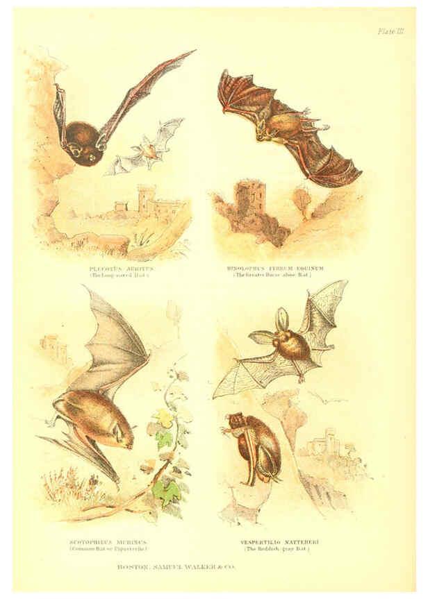 Reproducción/Reproduction 6069514988: The living world. v.1. Boston :Samuel Walker & Co.,1868-1870, c1868