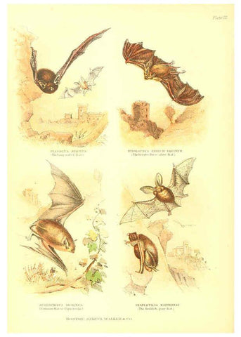Reproducción/Reproduction 6069514988: The living world. v.1. Boston :Samuel Walker & Co.,1868-1870, c1868