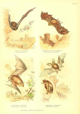 Reproducción/Reproduction 6069514988: The living world. v.1. Boston :Samuel Walker & Co.,1868-1870, c1868