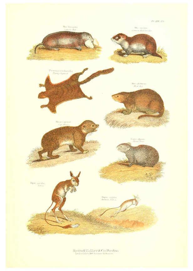 Reproducción/Reproduction 6068967573: The living world. v.1. Boston :Samuel Walker & Co.,1868-1870, c1868