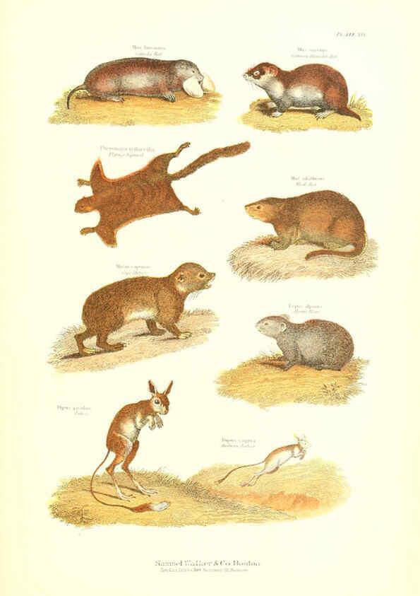 Reproducción/Reproduction 6068967573: The living world. v.1. Boston :Samuel Walker & Co.,1868-1870, c1868