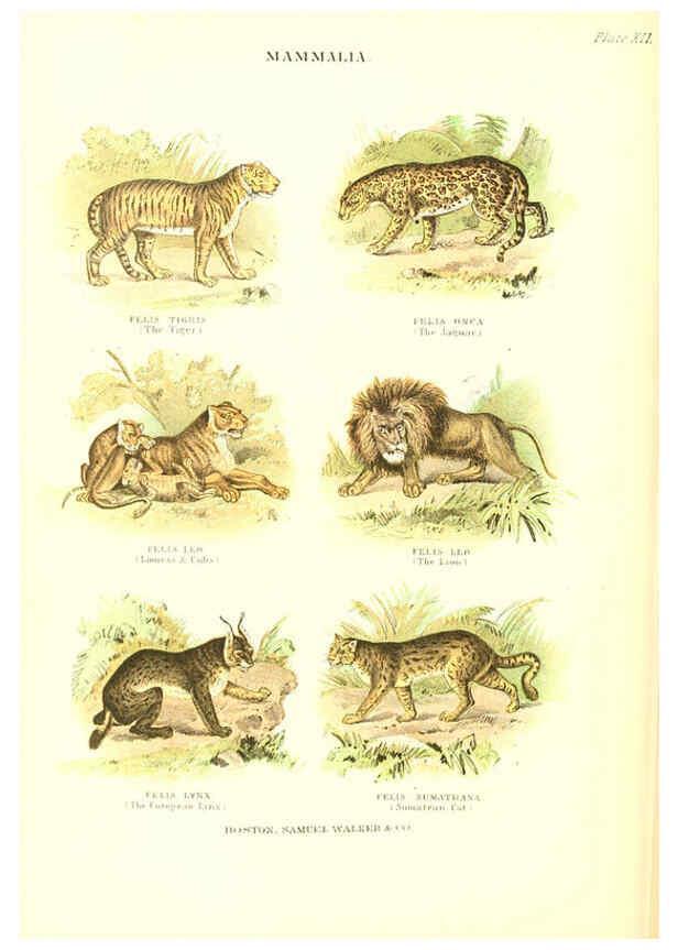 Reproducción/Reproduction 6068967775: The living world. v.1. Boston :Samuel Walker & Co.,1868-1870, c1868