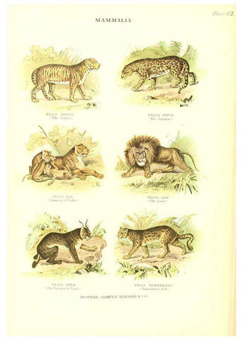 Reproducción/Reproduction 6068967775: The living world. v.1. Boston :Samuel Walker & Co.,1868-1870, c1868