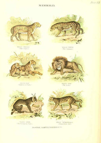 Reproducción/Reproduction 6068967775: The living world. v.1. Boston :Samuel Walker & Co.,1868-1870, c1868
