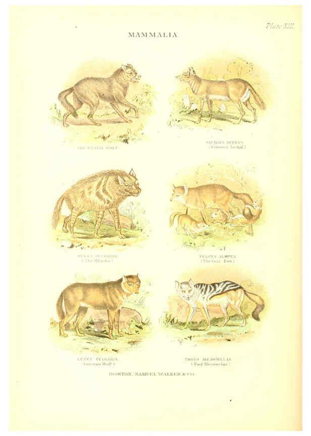 Reproducción/Reproduction 6069515814: The living world. v.1. Boston :Samuel Walker & Co.,1868-1870, c1868