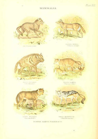 Reproducción/Reproduction 6069515814: The living world. v.1. Boston :Samuel Walker & Co.,1868-1870, c1868
