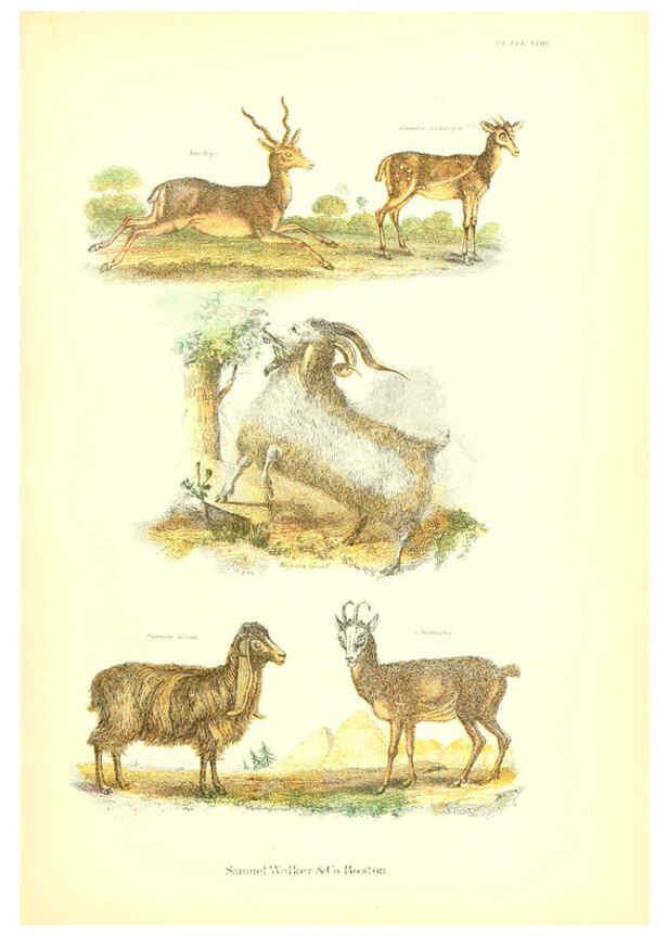 Reproducción/Reproduction 6069516118: The living world. v.1. Boston :Samuel Walker & Co.,1868-1870, c1868