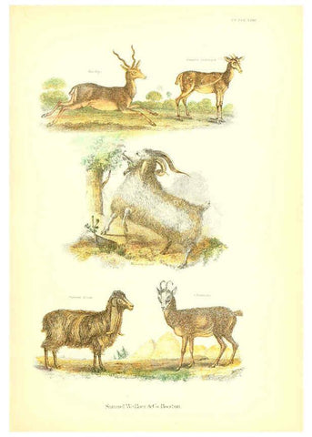 Reproducción/Reproduction 6069516118: The living world. v.1. Boston :Samuel Walker & Co.,1868-1870, c1868