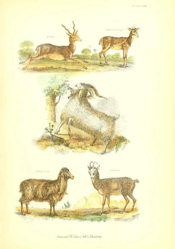 Reproducción/Reproduction 6069516118: The living world. v.1. Boston :Samuel Walker & Co.,1868-1870, c1868