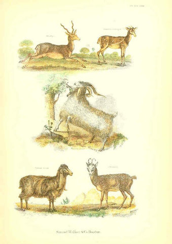 Reproducción/Reproduction 6069516118: The living world. v.1. Boston :Samuel Walker & Co.,1868-1870, c1868