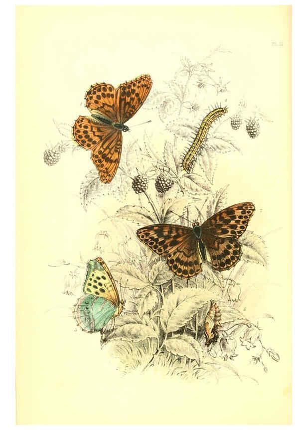 Reproducción/Reproduction 6069025539: The genera and species of British butterflies London :T.J. Allman ...,[1860?] 