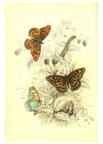 Reproducción/Reproduction 6069025539: The genera and species of British butterflies London :T.J. Allman ...,[1860?] 