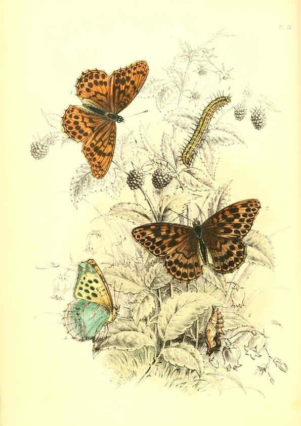 Reproducción/Reproduction 6069025539: The genera and species of British butterflies London :T.J. Allman ...,[1860?] 